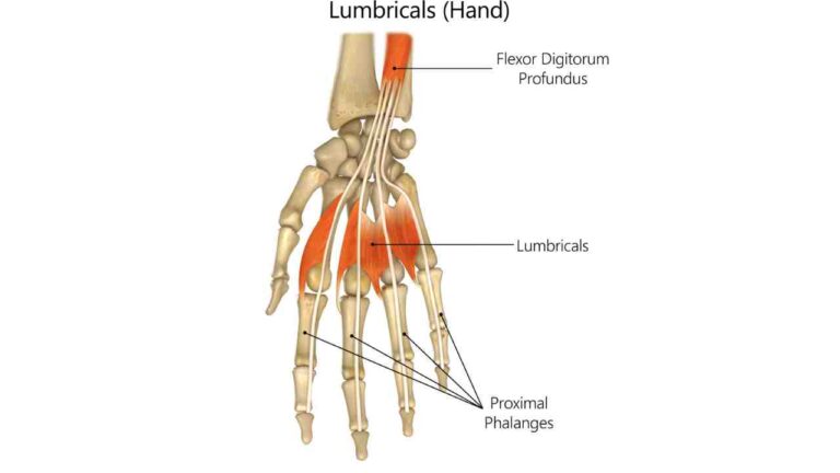 Lumbricals Manus