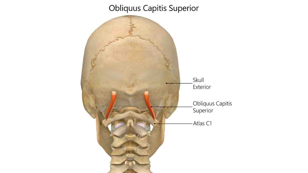 Obliquus Capitis Superior