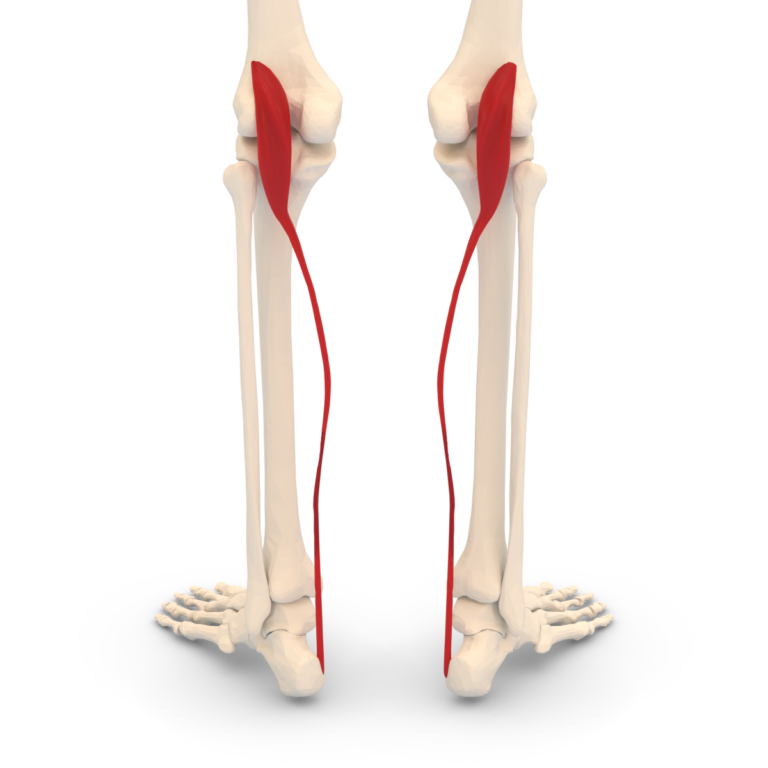 Plantaris