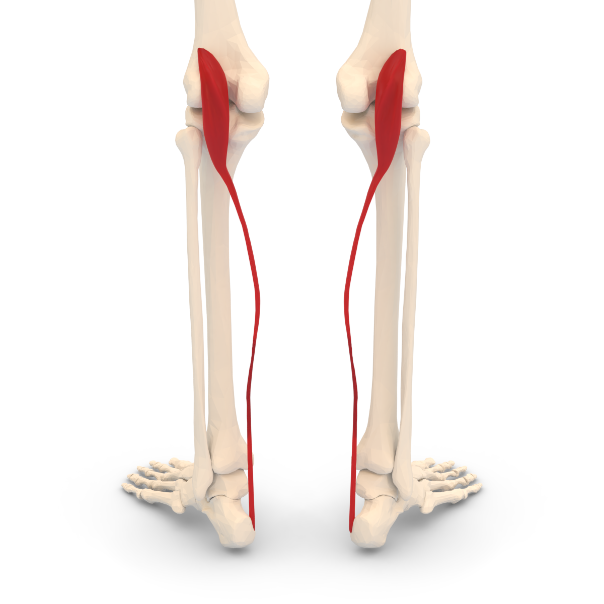 Plantaris