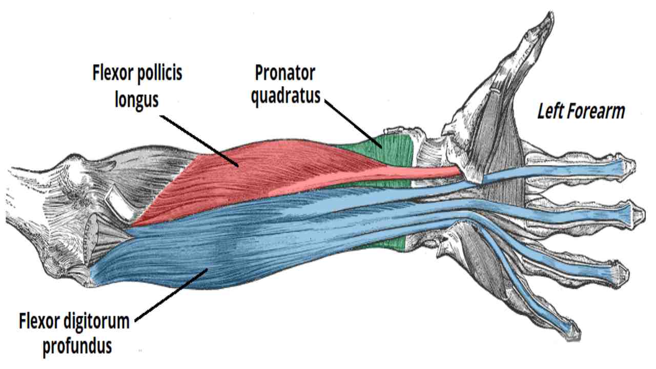 Pronator Quadratus