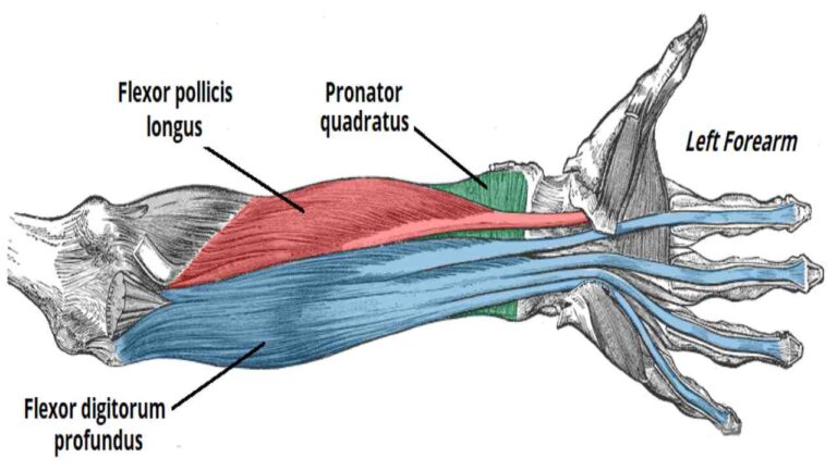 Pronator Quadratus
