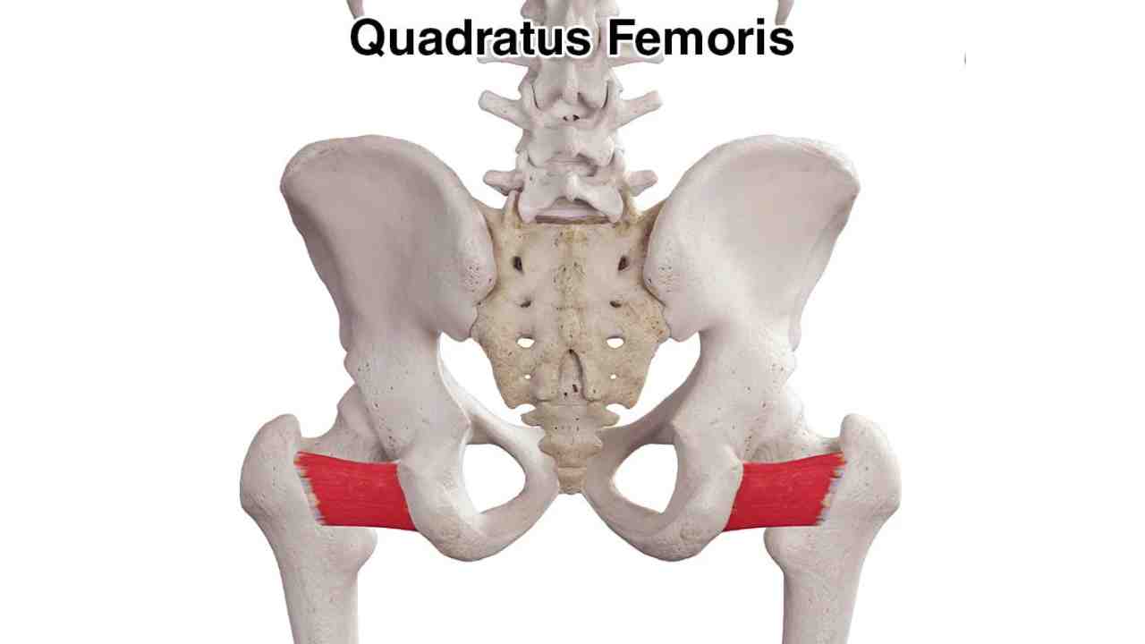 Quadratus Femoris