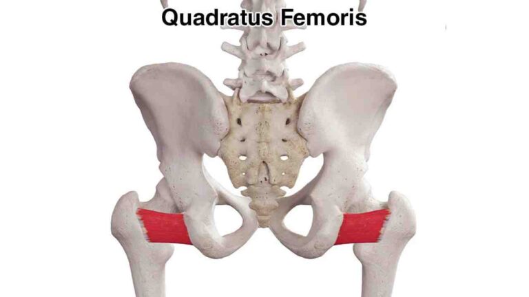 Quadratus Femoris