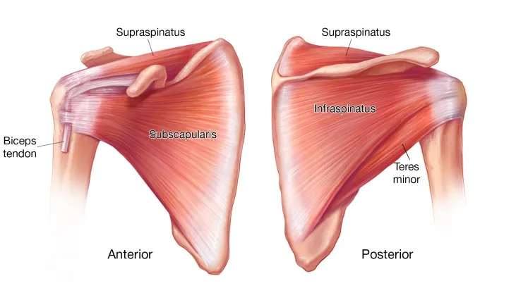 Subscapularis