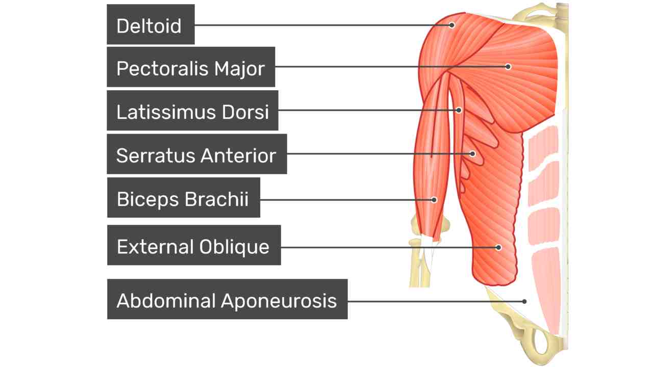Tranversus Abdominis
