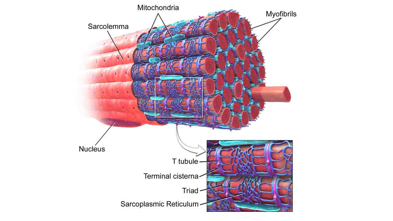 Anatomy and Physiology of Muscle Tissue