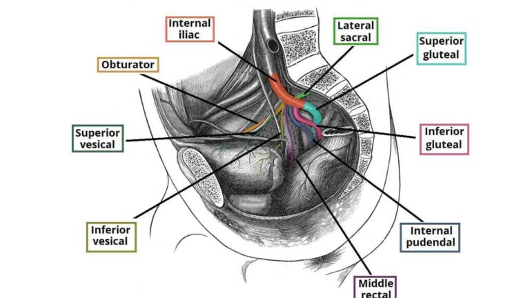 Arterial Supply