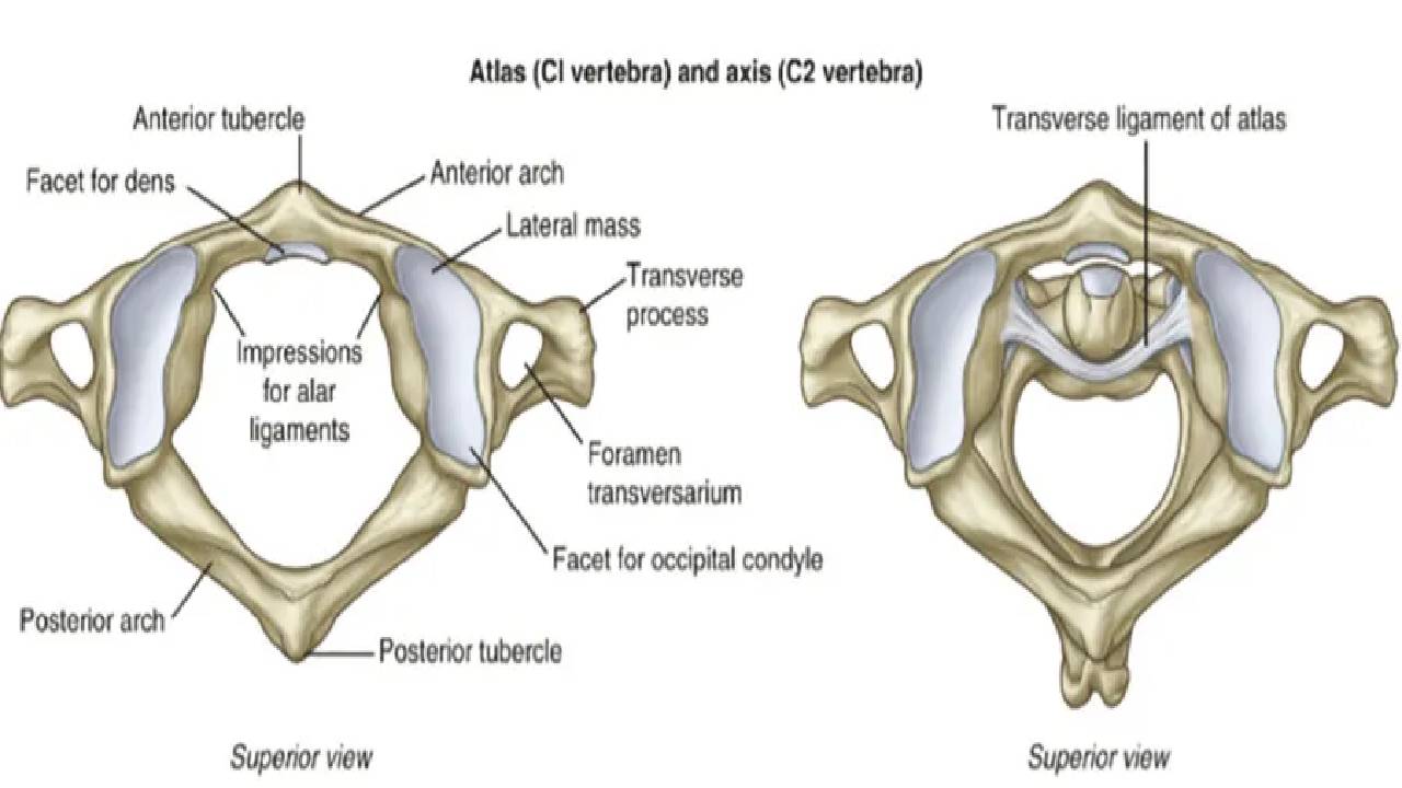 Atlas (C1), Axis(C2), C5