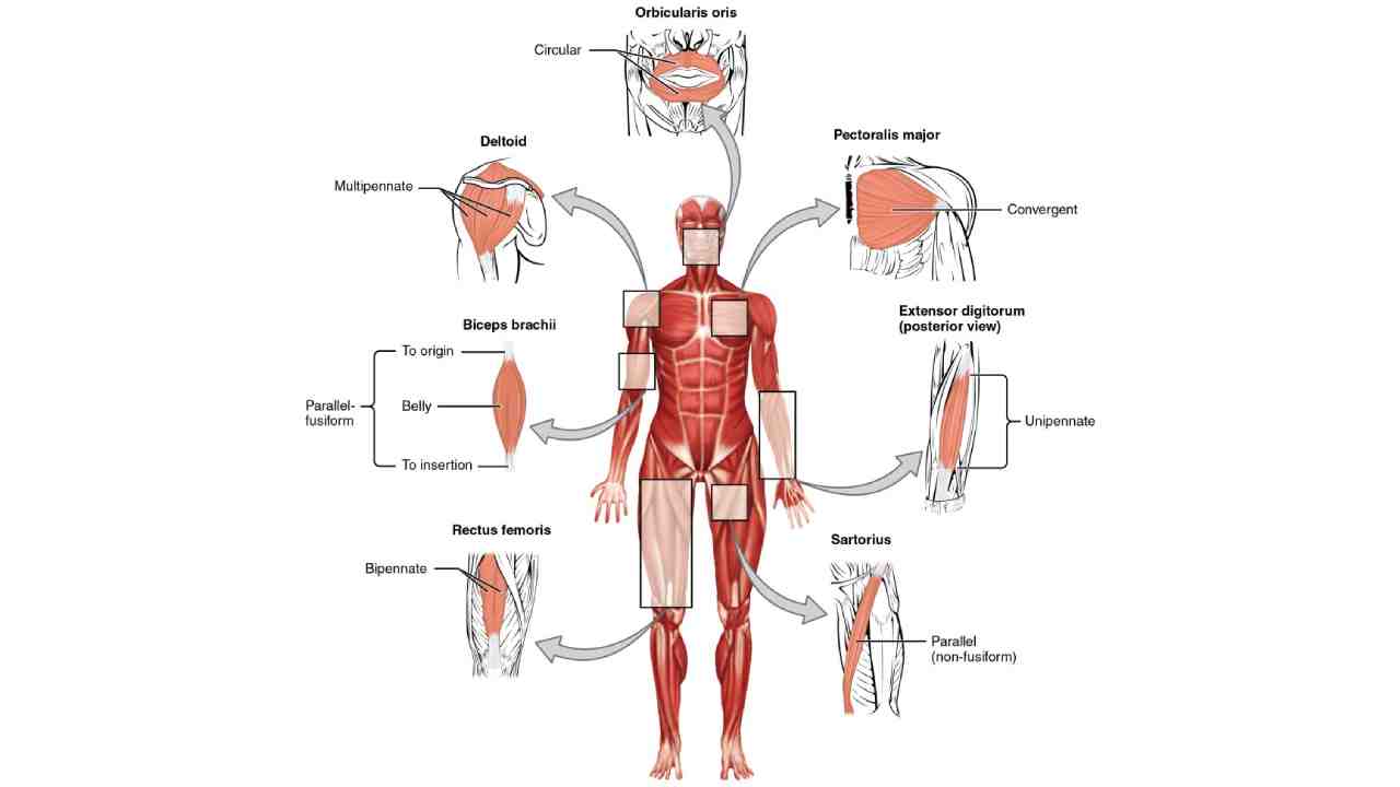 Attachments and Actions of Muscles ( 16 videos )