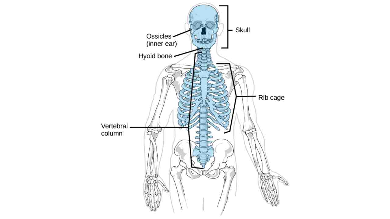 Axial Body