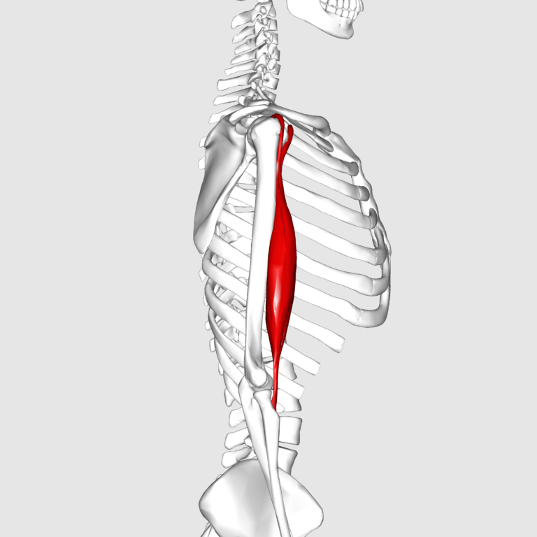 Biceps Brachii