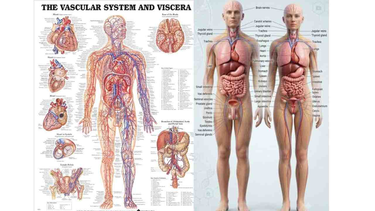 Blood System