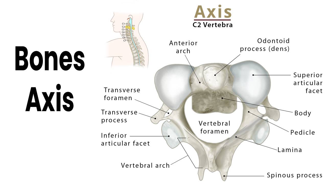 Bones – Axis