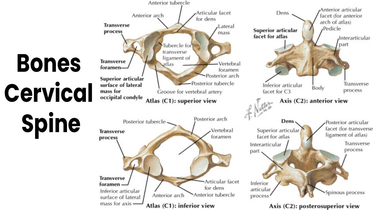 Bones – Cervical Spine