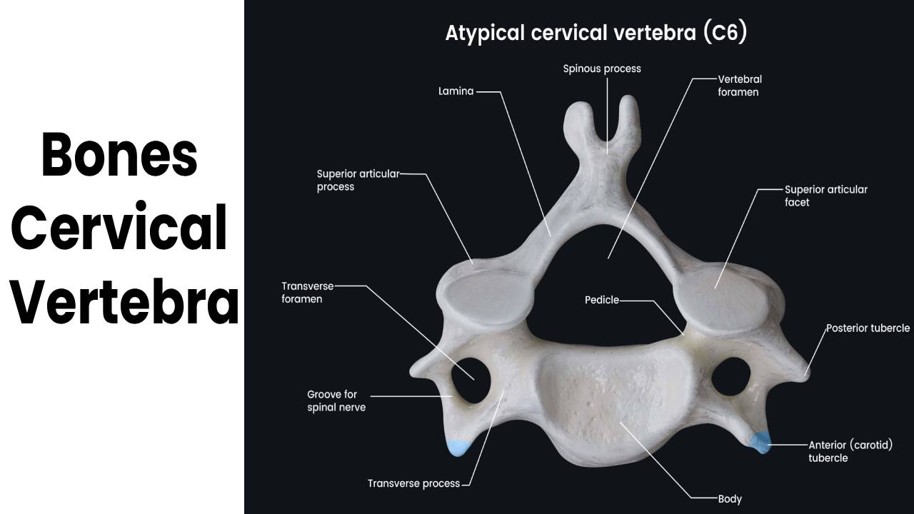 Bones – Cervical Vertebra