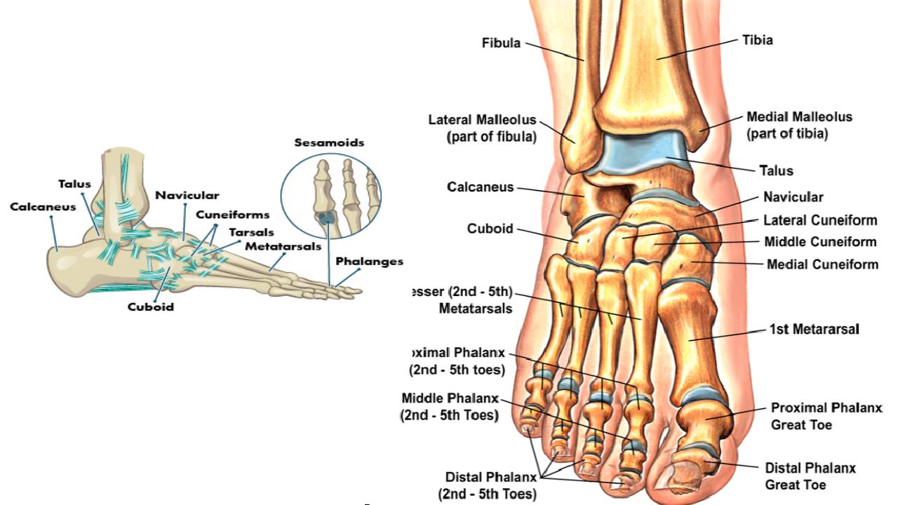 Bones – Foot