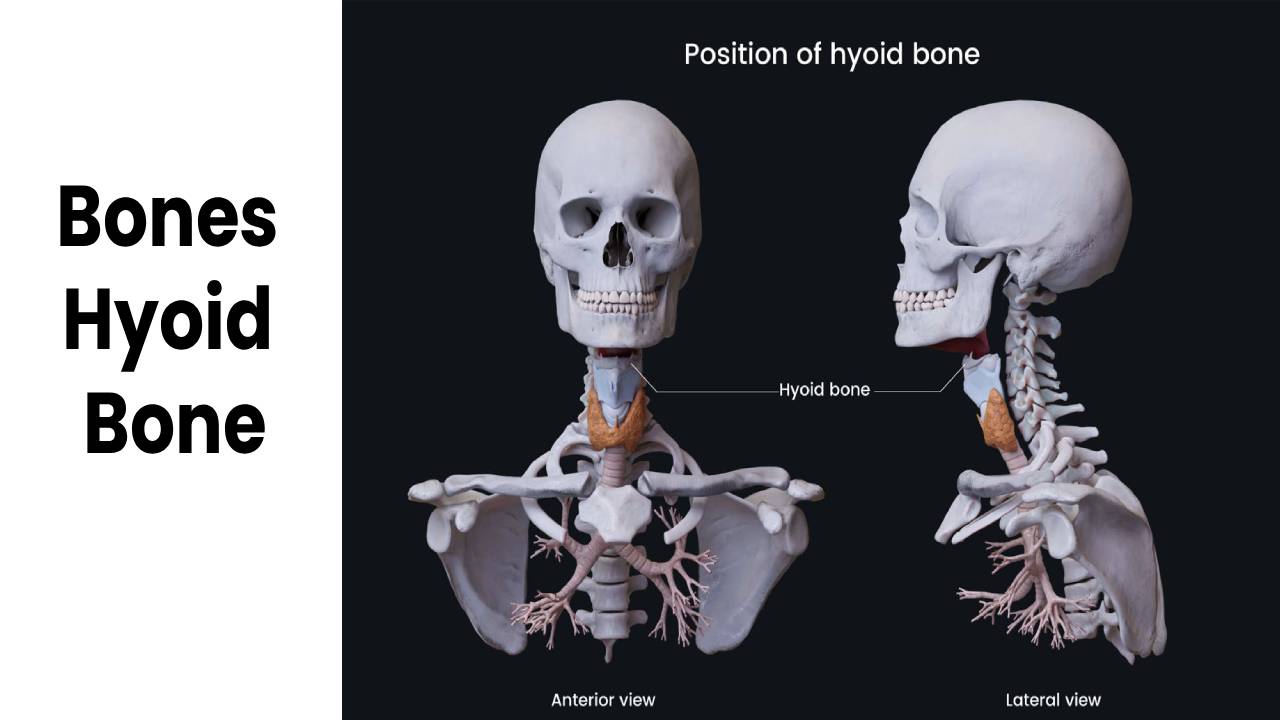 Bones – Hyoid Bone