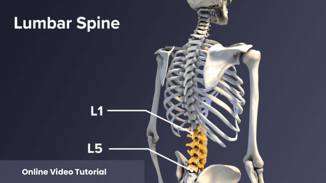 Bones – Lumbar Spine