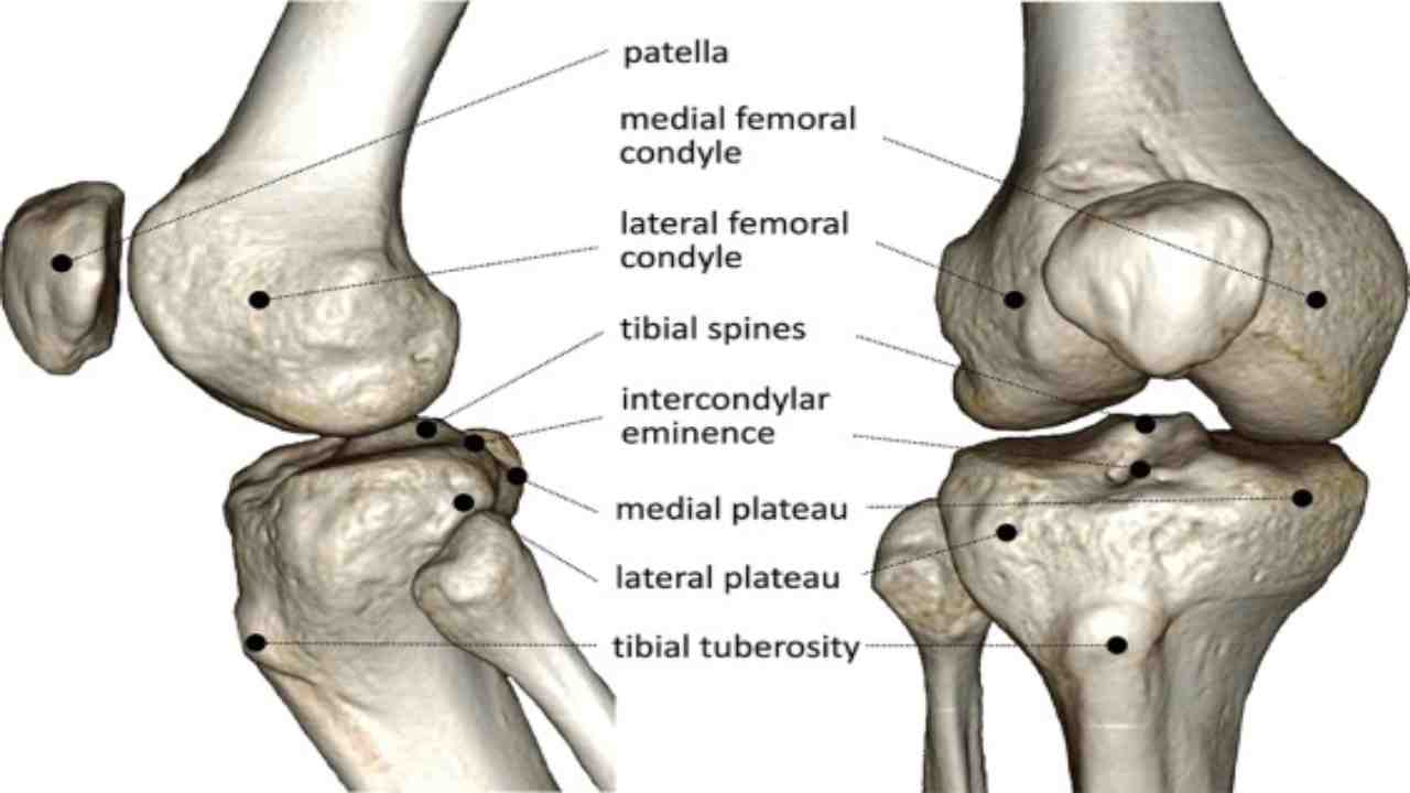 Bones – Patella