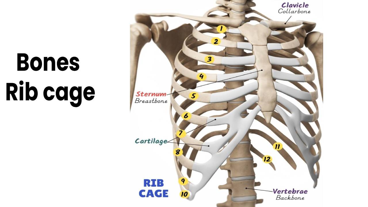 Bones – Entire Lower Extremity