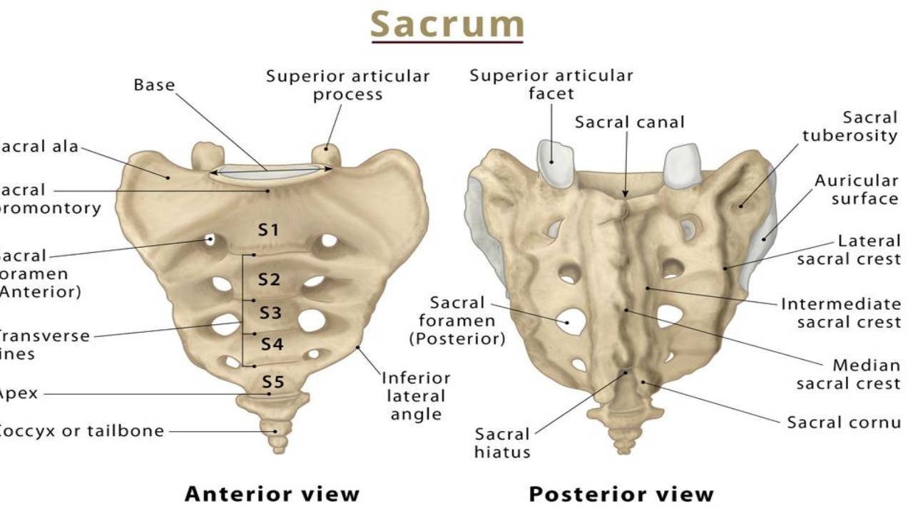 Spine