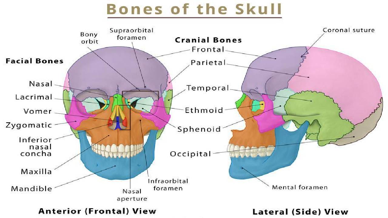 Skull