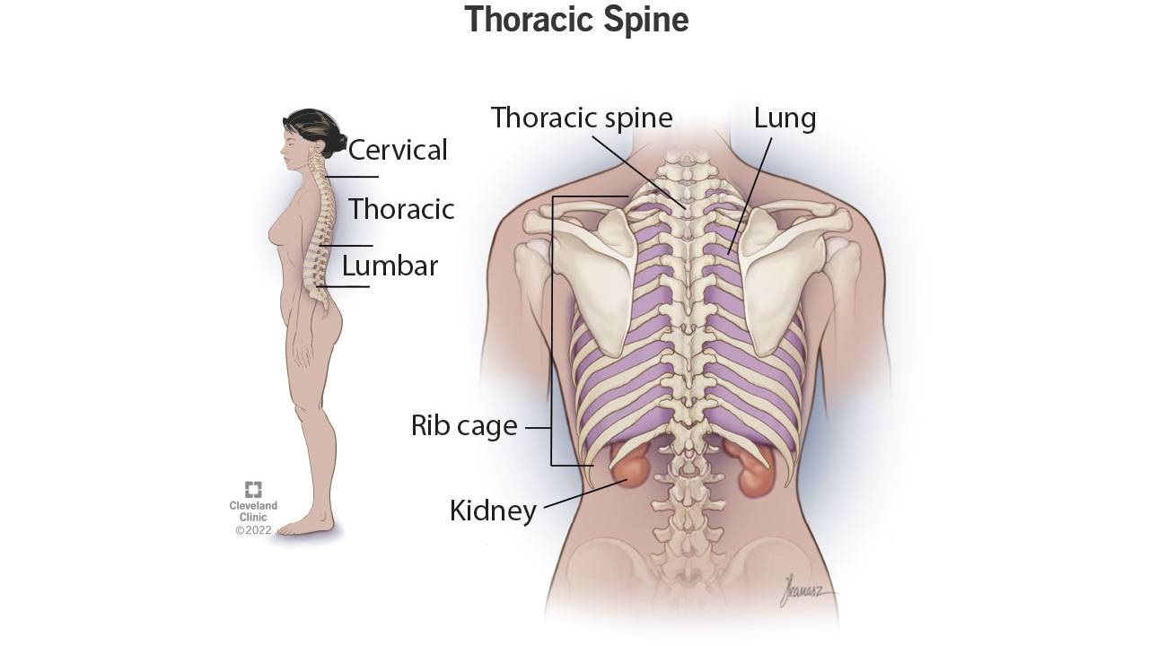 Bones – Thoracic Spine