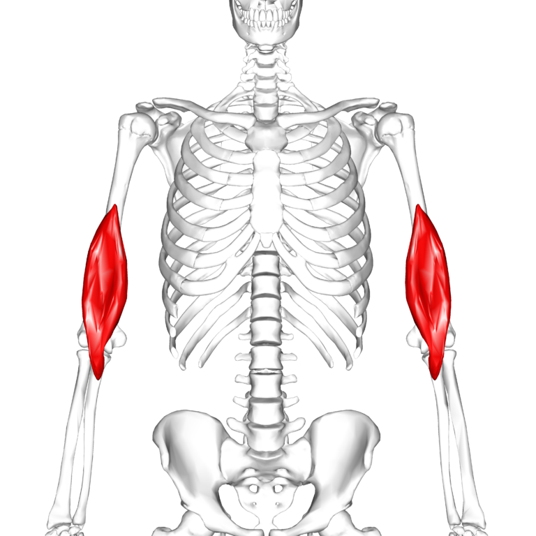 Brachialis