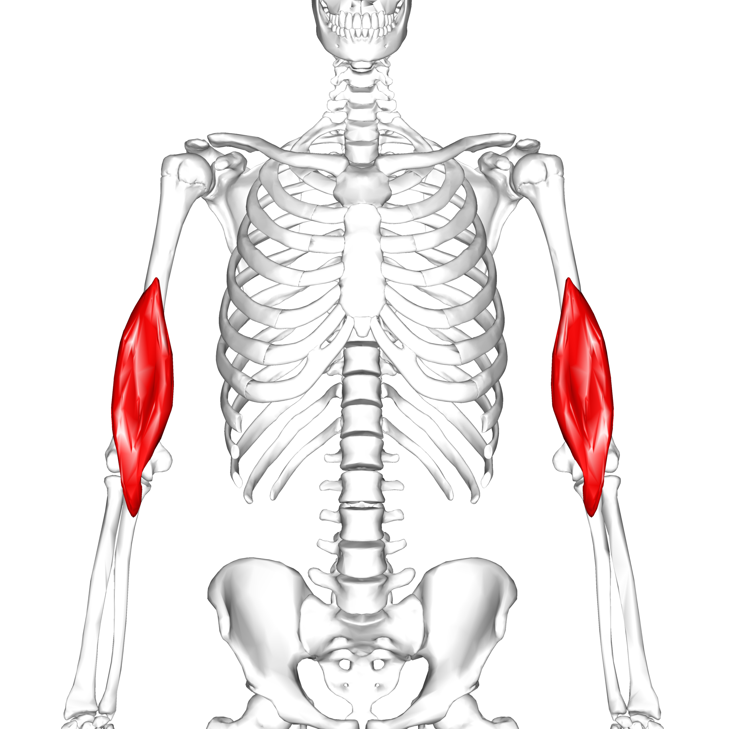 Brachialis