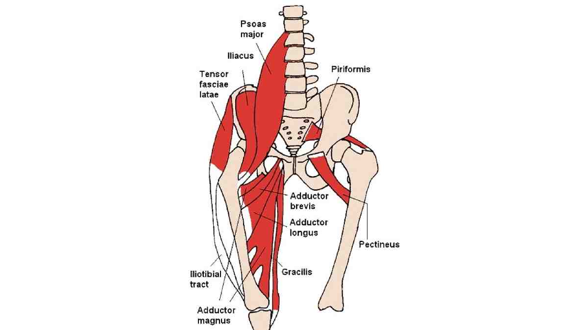 CHEST AND ABDOMEN – Psoas Major