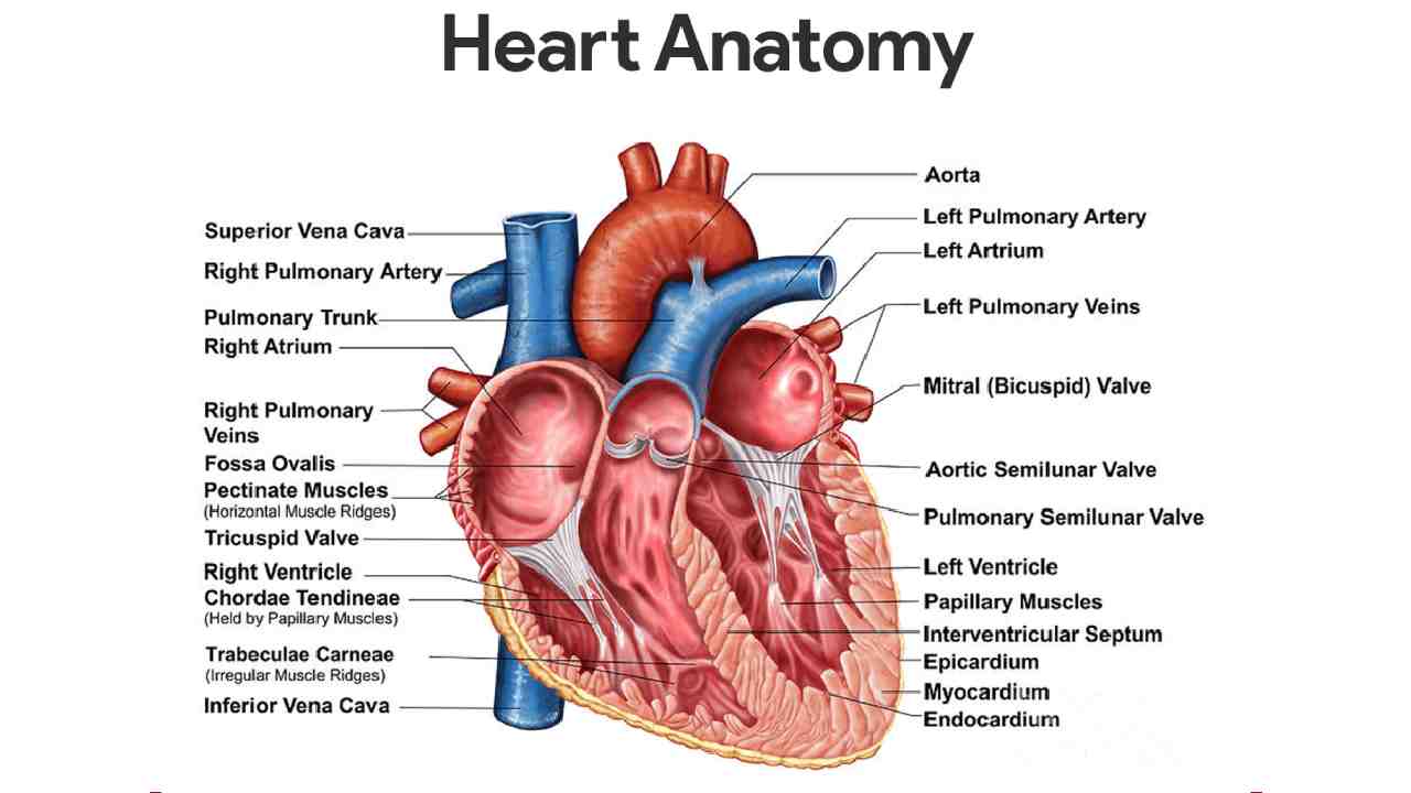 Cardiovascular System