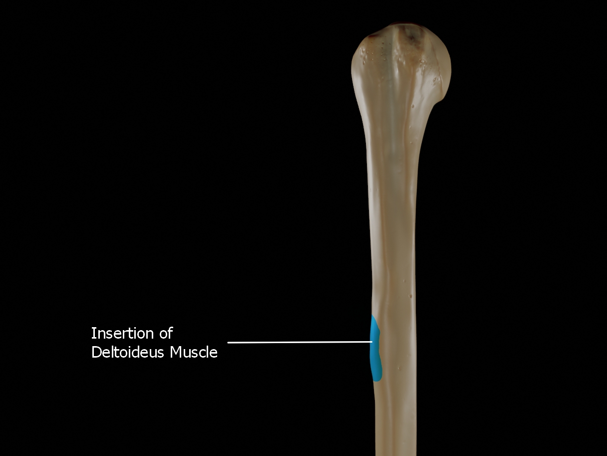 Deltoid