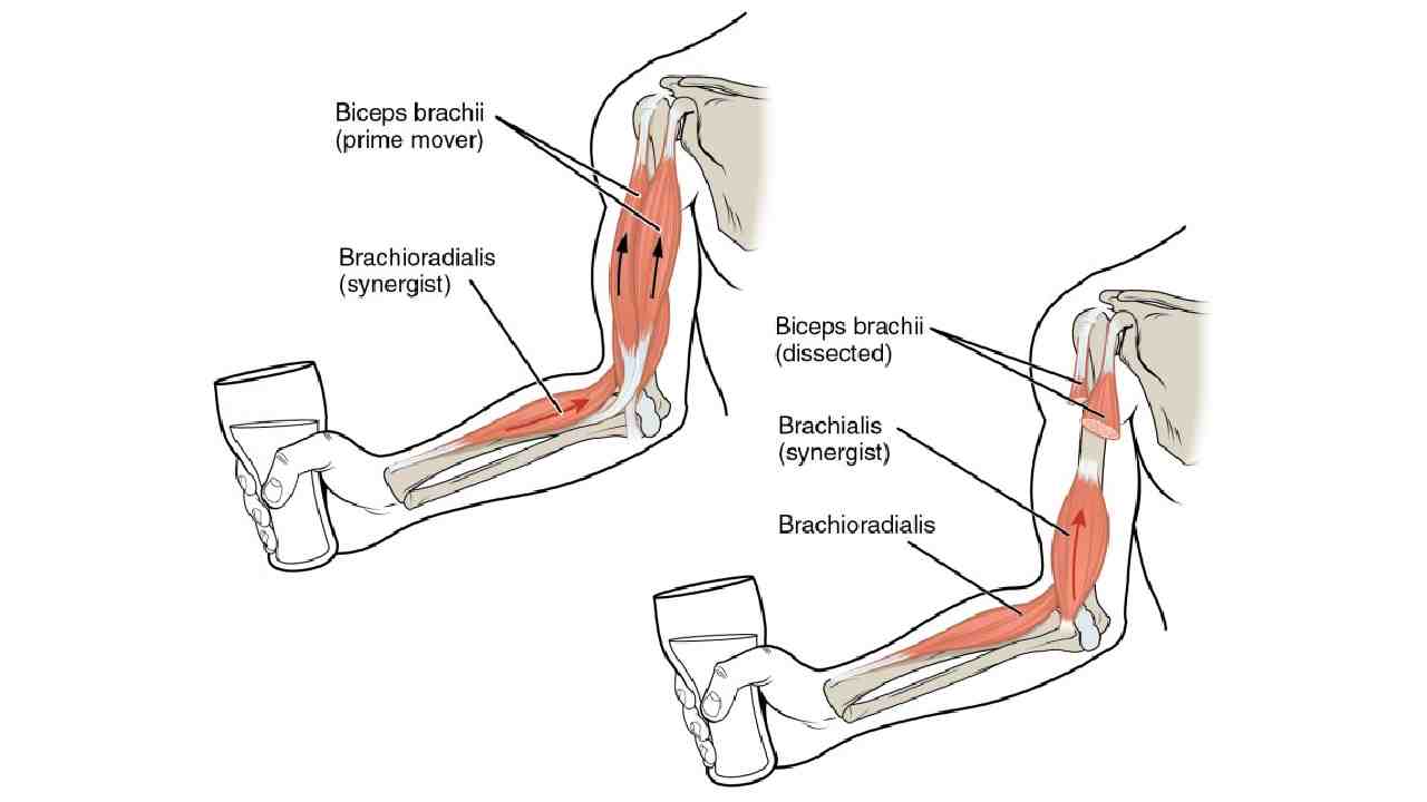 Types of Joint Motion and Musculoskeletal Assessment