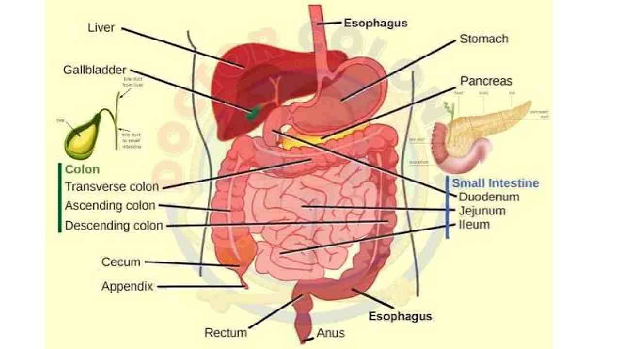 Digestive System
