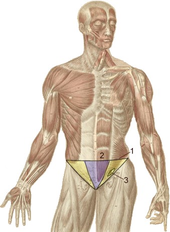 Interspinales