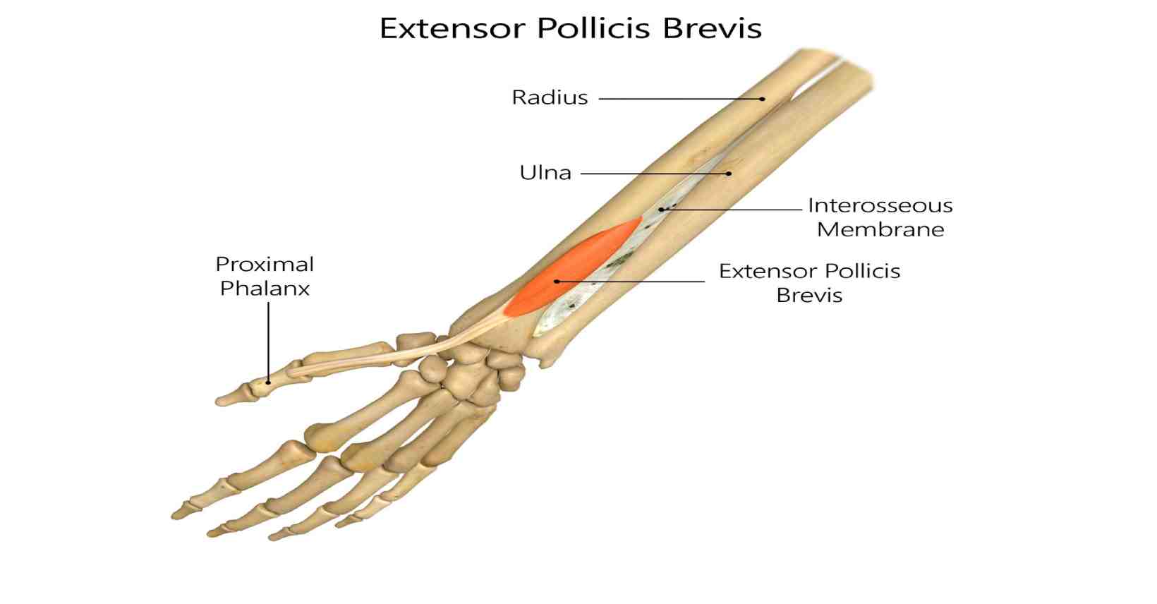 Extensor Pollicis Brevis