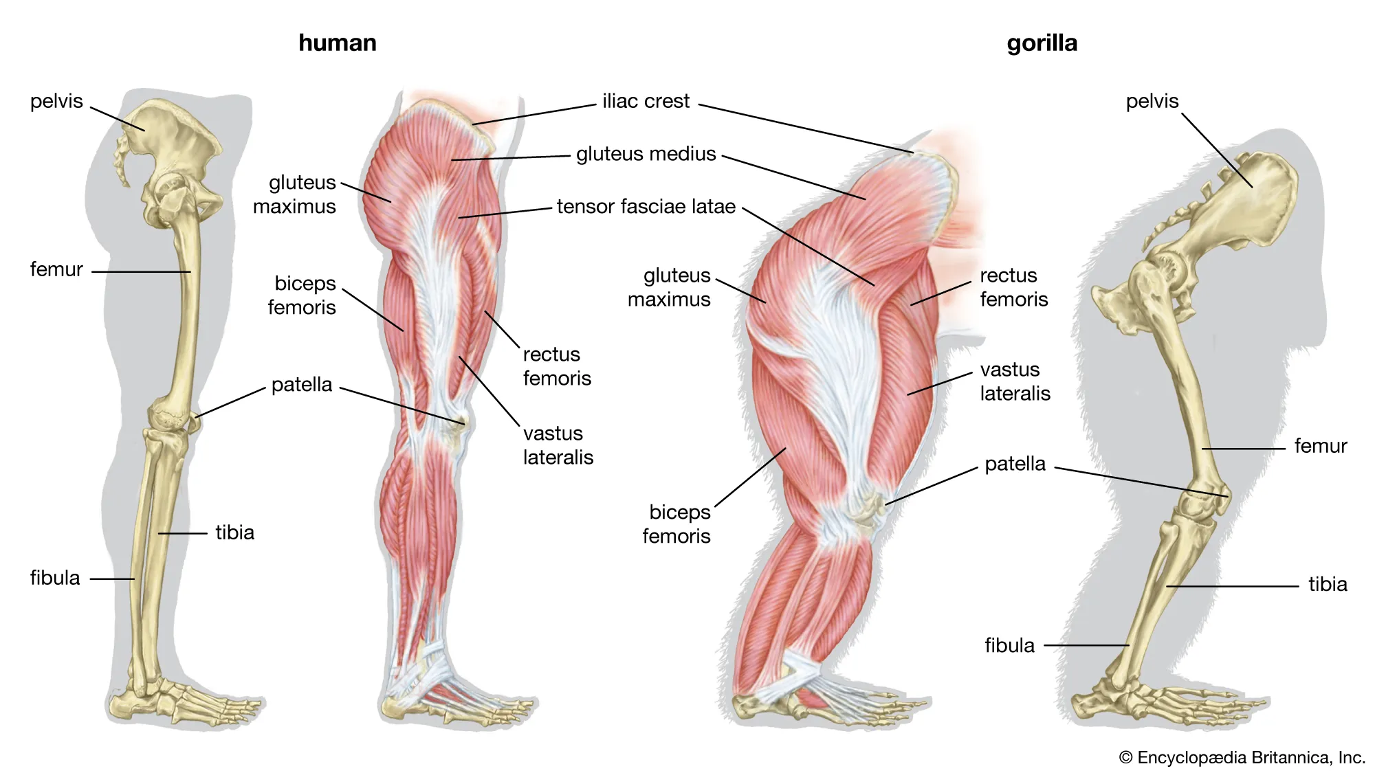 Femur