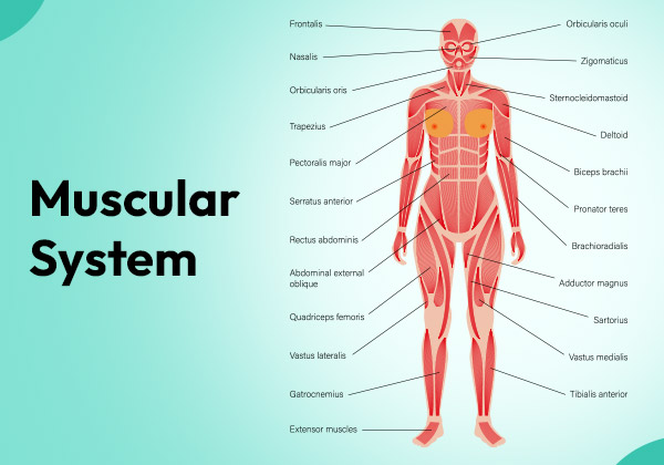 Fundamentals of Structure & Motions (FSM) – Chapter 2: Mapping the Human Body