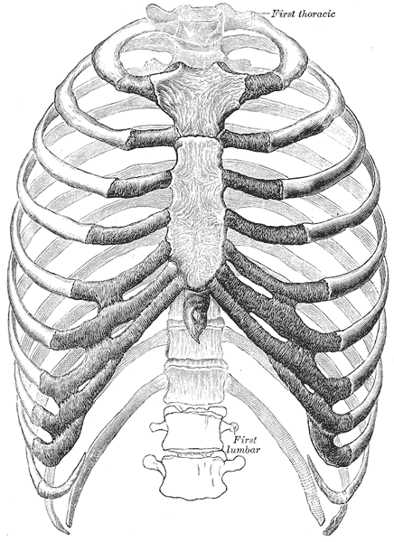 Sternum and Rib Cage