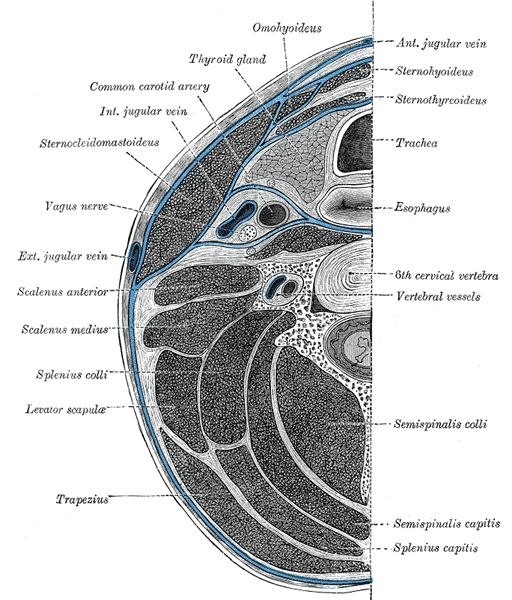 Transversospinalis Group