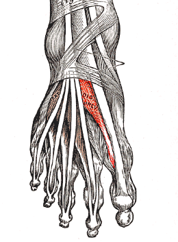 Extensor Hallucis Brevis