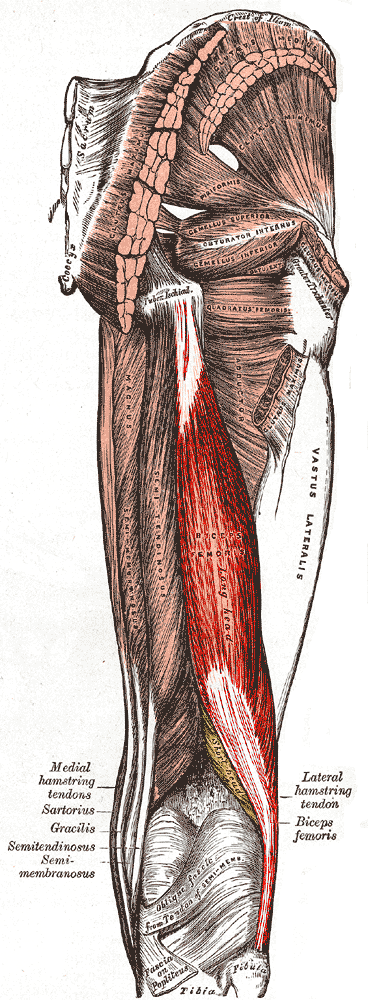 Biceps Femoris