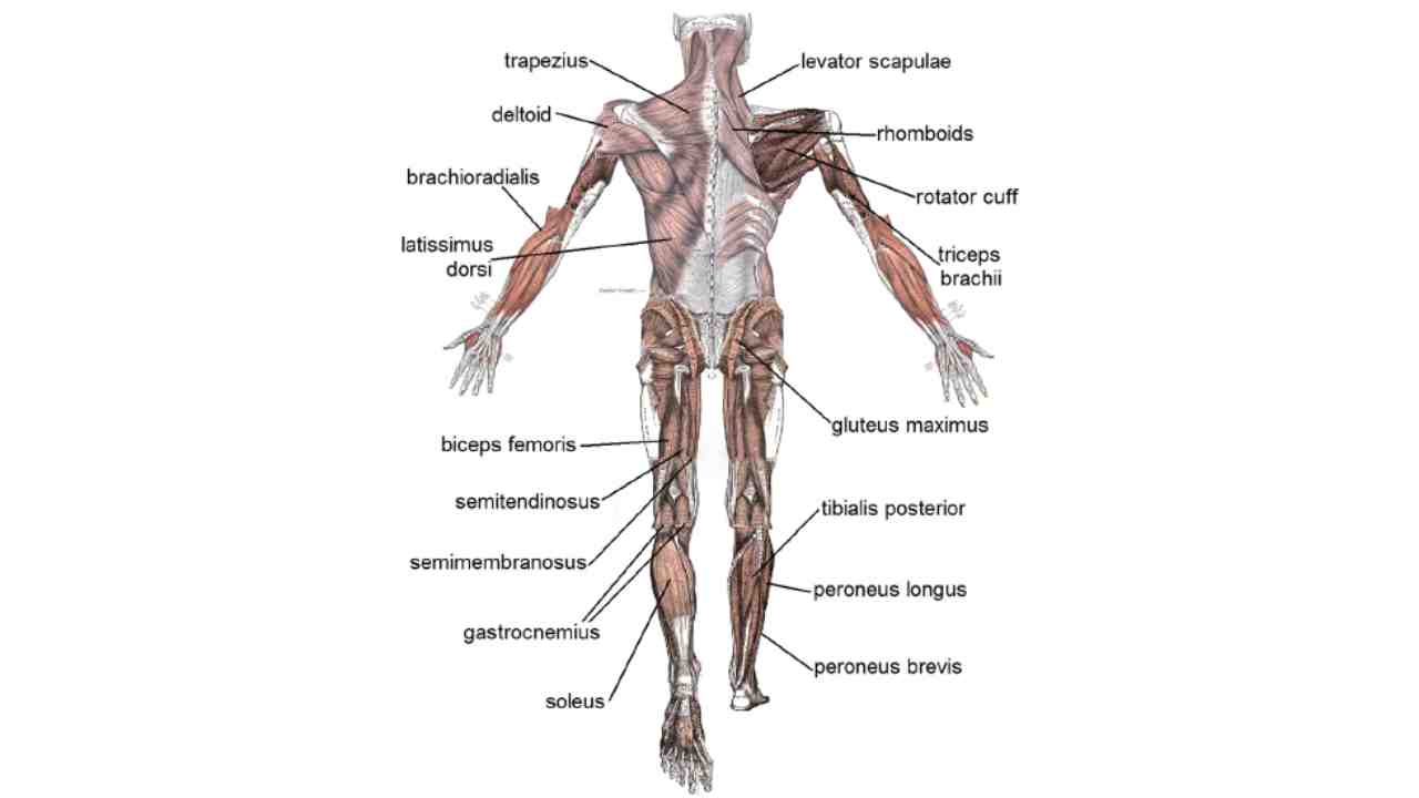 How Muscles Function: the Big Picture