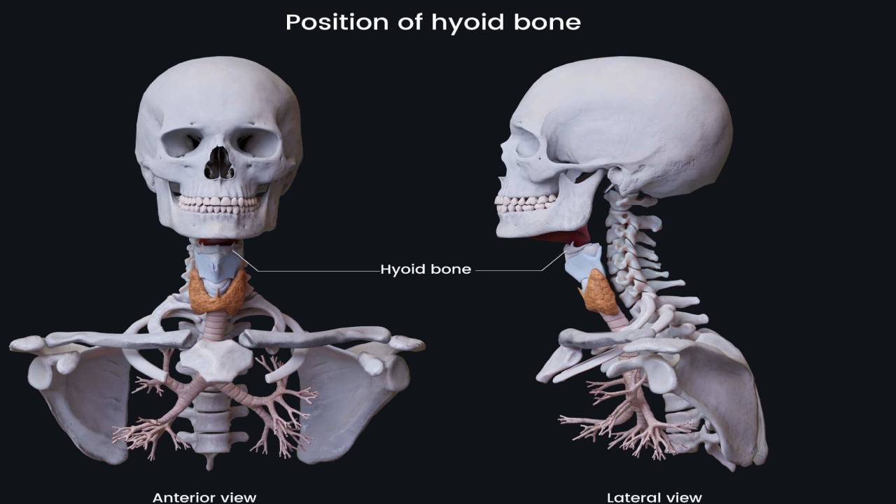 Hyoid