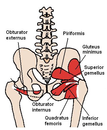 Inferior Gemellus