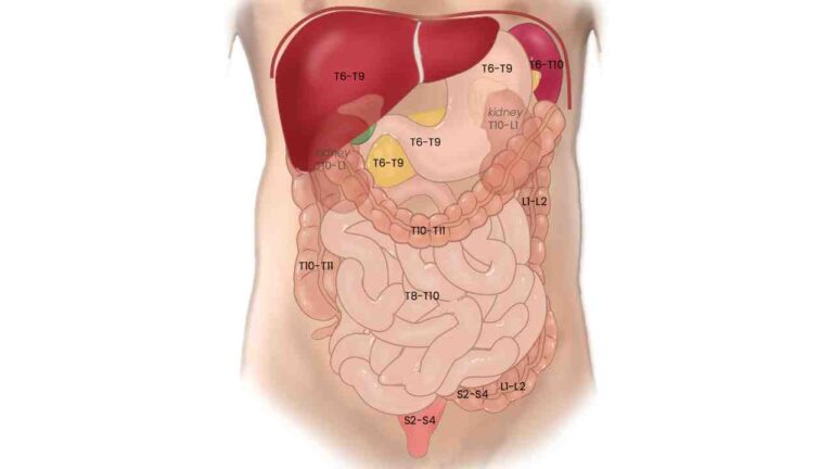 Innervation
