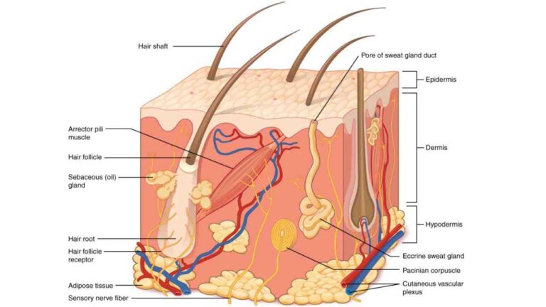 Integumentary System