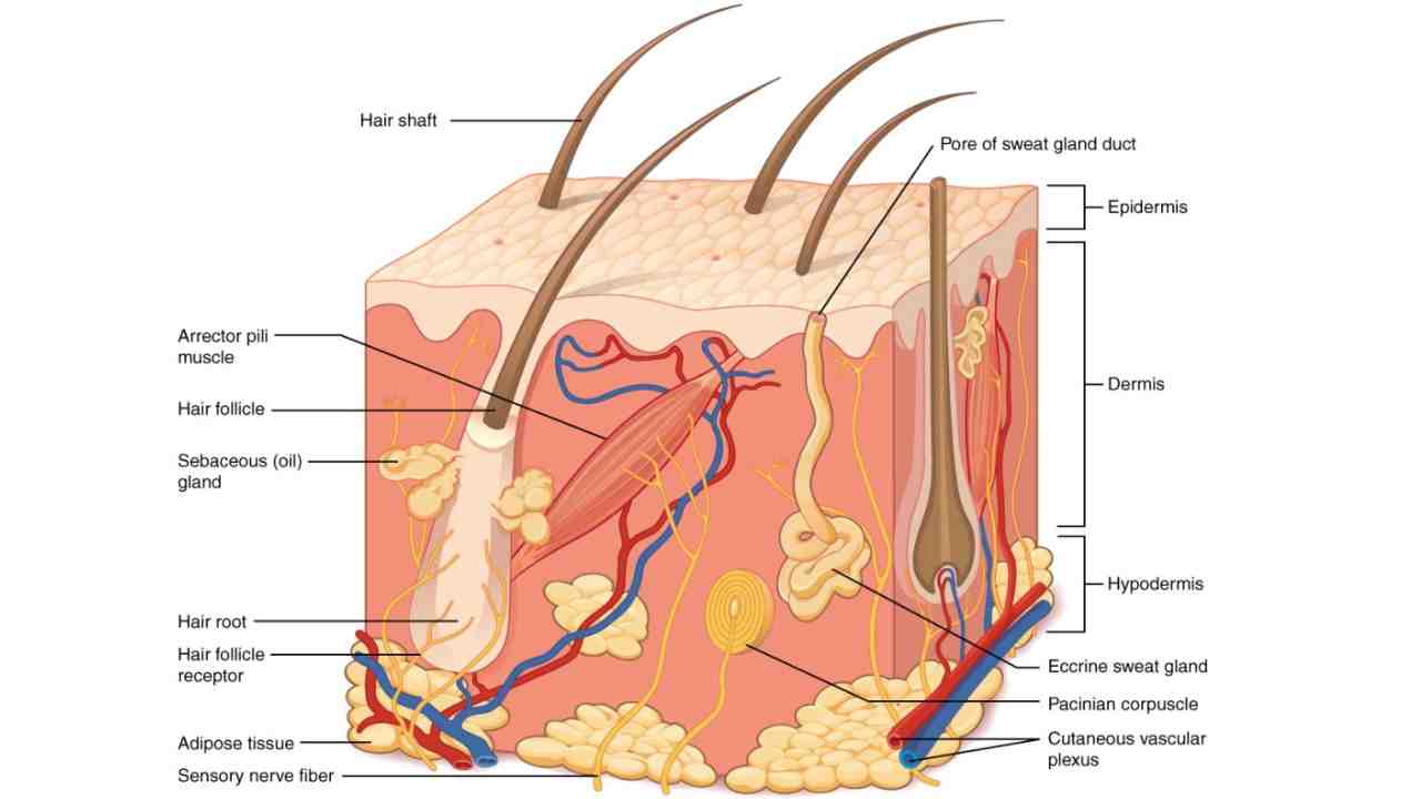 Integumentary System