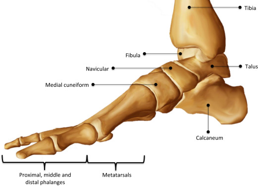Joints – Ankle